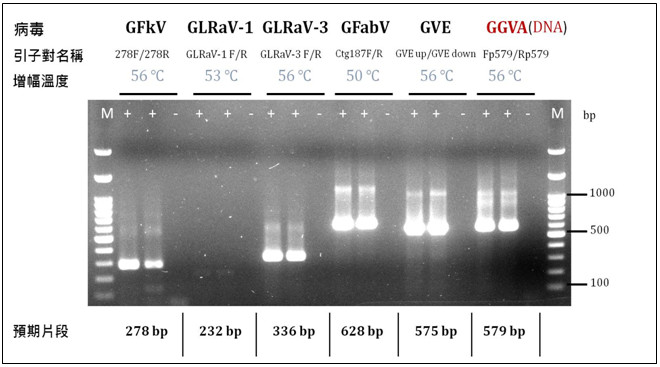 Figure 1. Development of molecular detection methods for six grapevine viruses.