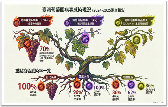 Figure 2. Current status of grapevine virus infections in the field during 2024-2025.