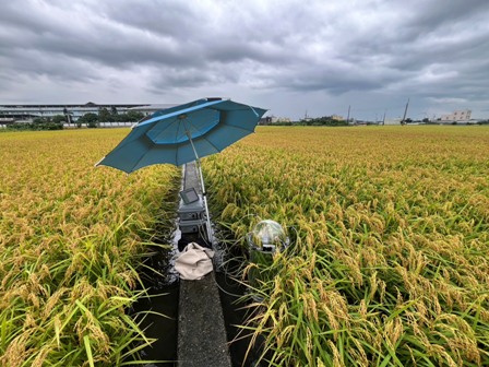Fig.2. Under the green manure–rice rotation system, methane (CH₄) and nitrous oxide (N₂O) emissions are monitored over the long term at each key stage.