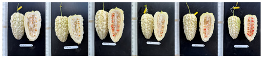圖2、日順苦瓜不同根砧嫁接苗的果品表現，自左而右分別以春力、壯士、鐵甲、新土佐、雙依與牽手為根砧的嫁接苗表現