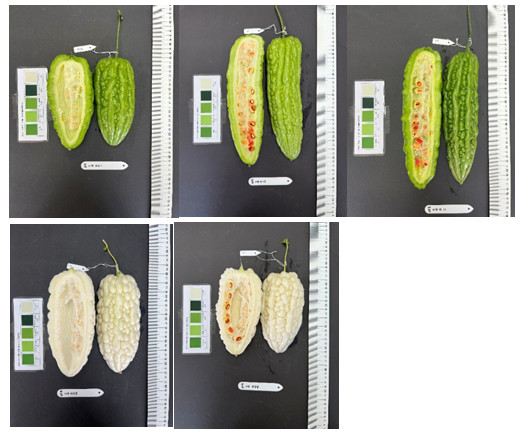 Fig. 1. Morphological performance of superior bitter gourd hybrids. Combinations 114H01, 114H11, and 114H15 represent elite green-skinned hybrids, while 114H34 and 114H35 represent elite white-skinned hybrids with superior fruit traits.