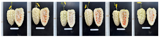 Fig. 1. Fruit performance of 'Snow Leopard' bitter gourd grafted onto various rootstocks. From left to right, the rootstocks are 'Chunli', 'Zhuangshi', 'Tiejia', 'Shintosa', 'Shuanyi', and 'Qianshou'.