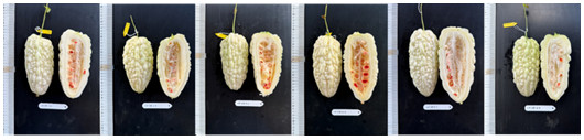 Fig. 3. Fruit performance of ' DaMeiZhu' bitter gourd grafted onto various rootstocks. From left to right, the rootstocks are 'Chunli', 'Zhuangshi', 'Tiejia', 'Shintosa', 'Shuanyi', and 'Qianshou'.