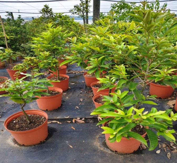 Fig 1. Collection and propagation of native Fagaceae species.