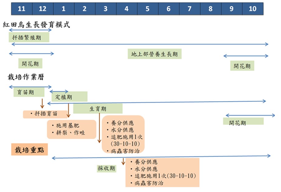 Fig 2. Growth and developmental pattern and cultivation calendar of Hongtianwu.