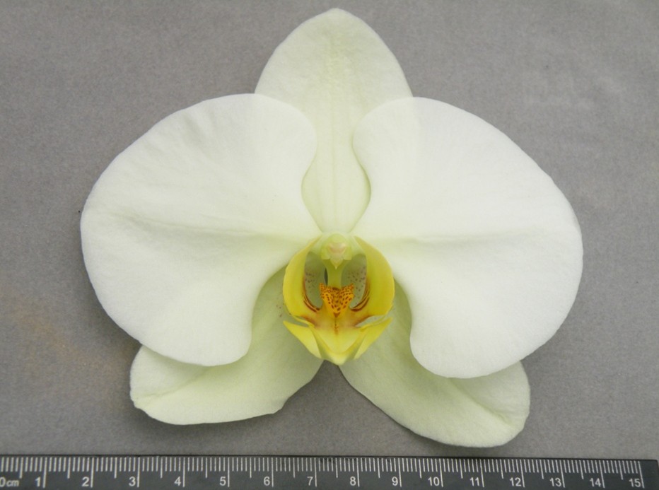 Figure 3. Finish on DUS testing for Phal.  Clone Hulk ‘Clone Hulk CL379C’.