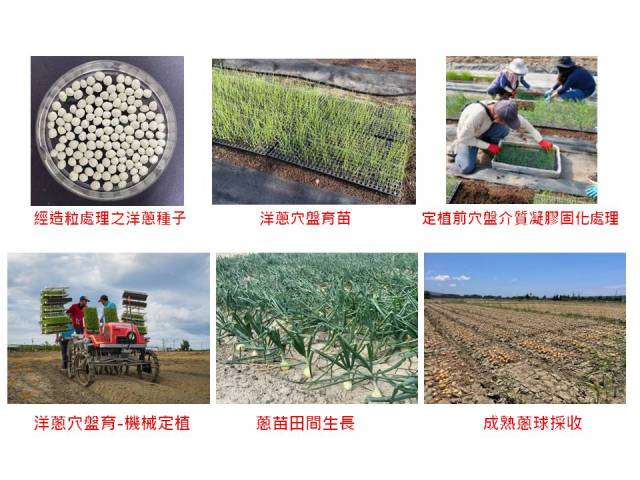 Figure 1. Onion plug tray seedling adaptation techniques