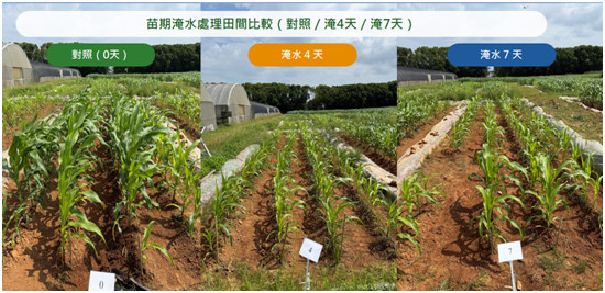 Figure 2. Growth performance of field corn seedlings under different waterlogging treatments