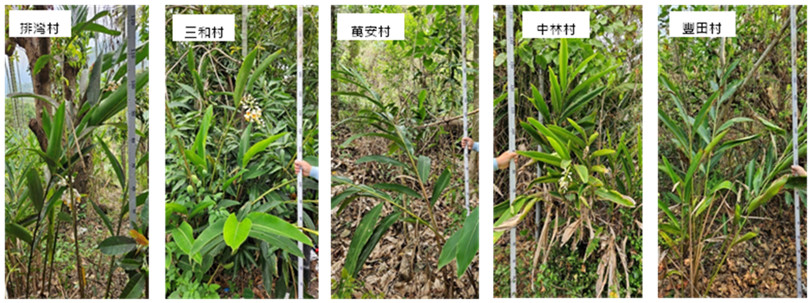 Figure 1. Collection of five shell ginger lines from the Pingtung area based on leaf sheath standards suitable for weaving.