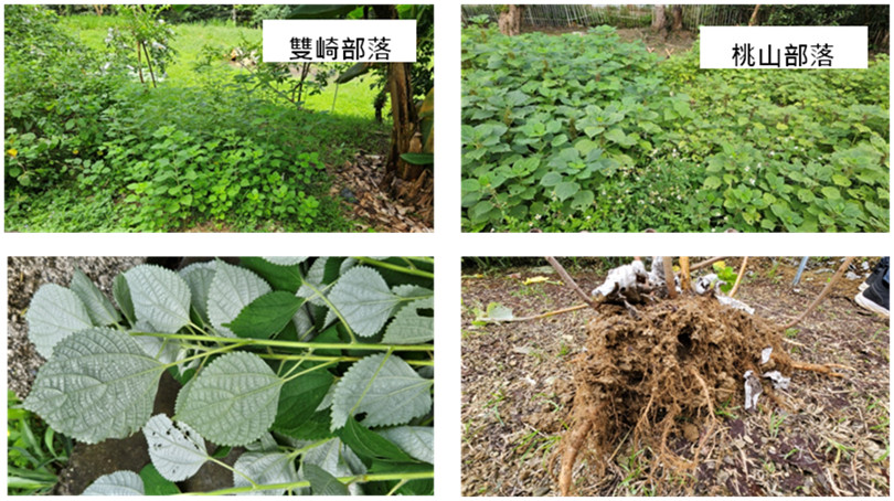 Figure 2. Collection of two ramie lines from Heping District, Taichung City.