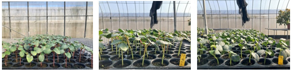 Figure 1.Seedling stage (from left to right:`2-16`,`9-9g`,and`019`)