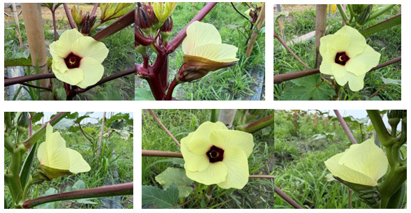 Figure 2.Flowers (from left to right: `2-16`,`9-9g`,and`019`)