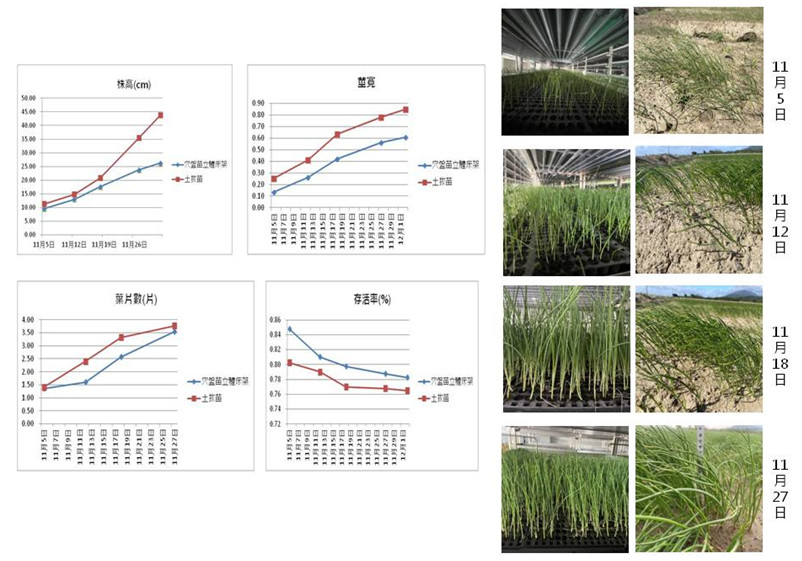 Figure 4. Plant height, pseudostem diameter, number of leaves, and survival rate of onion cultivar '708' (left), and the growth performance of the plants (right).
