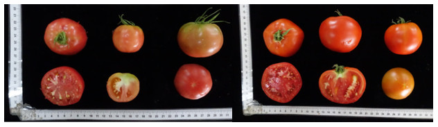 Figure 1. 10 natural disease nurseries have been collected tomato materials that exhibit resistance to both bacterial wilt and Tomato yellow leaf curl virus.