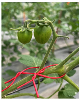 Figure 2. 12 trial crosses have been completed with male-sterilizing and pollination.