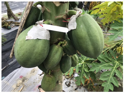 Figure 1. 10 papaya varieties were finished cross-pollinated in greenhouse cultivation.