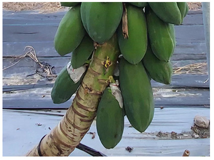Figure 2. 10 disease-resistant papaya varieties were finished self-pollinated.
