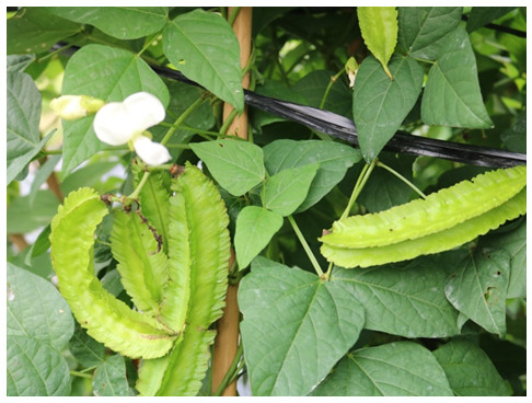Figure 1: Winged Bean Cultivation