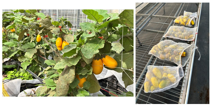 Figure 1. Generation 4 (G4) materials derived from highly Ralstonia solanacearum-resistant G3 single plants. Harvested seeds include lines EG195, EG203, EG219, Eggplant Rootstock No. 302, Fengshan No. 3, KS2018, and Tainan No. 1.