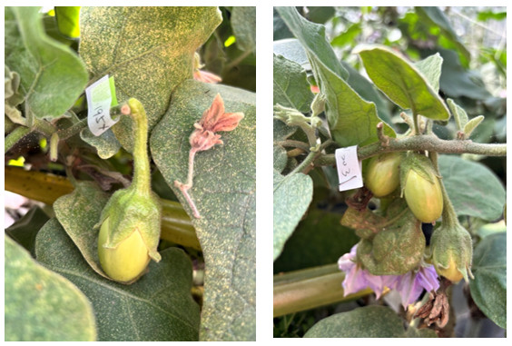 Figure 2. Hybridization scheme using line EG195 (G3) as the maternal parent and highly resistant lines as pollen donors. Cross-pollination was performed to generate $F_1$ hybrid materials for resistance gene stacking (pyramiding).