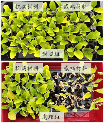 Figure 3. Disease response of eggplant rootstocks for tomato grafting at 7 days post-inoculation (dpi) with Ralstonia solanacearum. Susceptible materials (right) exhibited symptoms in over 60% of plants, whereas resistant materials (left) remained asymptomatic. Disease incidence was recorded at 7, 14, 21, and 28 dpi.