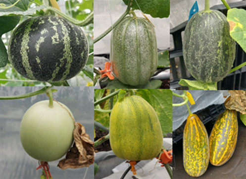 Figure 1. Fruit phenotypic diversity of melon S2generation germplasm.