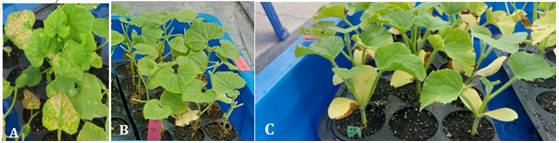 Figure 2. Symptom expression on the 9th day after artificial inoculation with bacterial fruit blotch in melons. (A) Susceptible control cultivar 'Yinhui'; (B) Melon S₂ generation line No. 3; (C) Different levels of tolerance to Aac infection between cotyledons and true leaves on the same plant.
