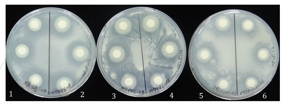 Figure 1. Evaluation of the antagonistic activity of bacterial strains isolated from the rhizosphere soil of disease-resistant rootstock against Ralstonia solanacearum. The Ping-Qie isolate of Ralstonia solanacearum served as the indicator bacterium to test the antagonistic activity of each candidate strain. The candidate strains are as follows: 1: Jiasong-24; 2: H7996-1; 3: H7996-13; 4: H7996-16; 5: 195 x 302-33; 6: 195 x 302-26.