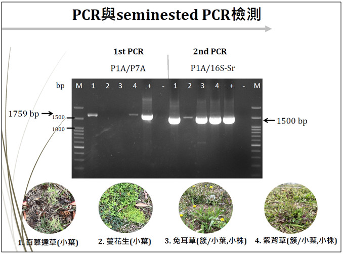 Figure 2. Detection and survey of suspected phytoplasma infections in weeds.