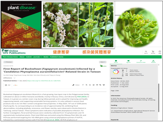 Figure 3. First report of a phytoplasma Infecting buckwheat in Taiwan.