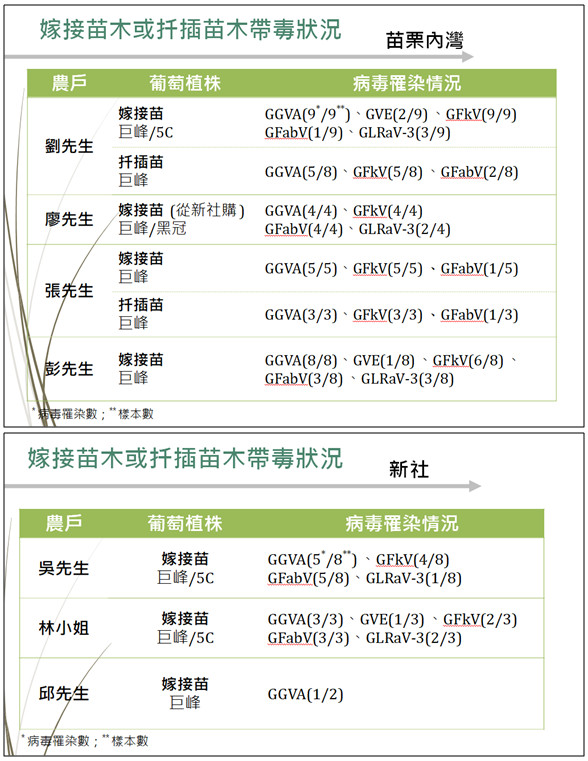 Figure 1. Virus-carrying status of grafted and cutting-propagated grapevine seedlings in Neiwan and Xinshe.