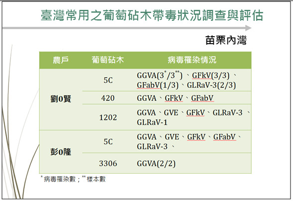 Figure 2. Survey and assessment of the virus-carrying status of commonly used rootstocks in Neiwan, Miaoli.