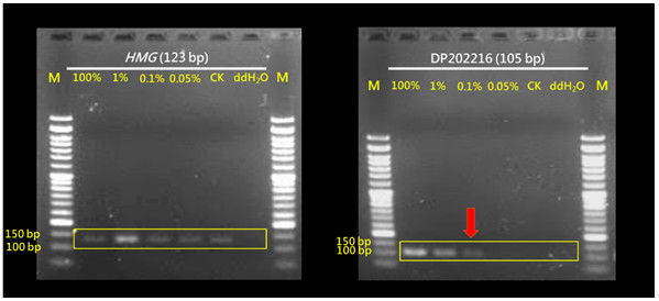Figure 1. Qualitative detection analysis results of GM maize event DP202216.