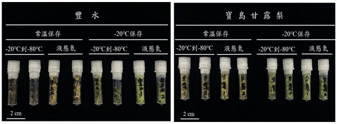 Figure 1. Storage condition of freeze-dried pear leaf samples.