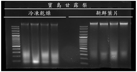 Figure 2. Agarose gel electrophoresis analysis of DNA quality from fresh and freeze-dried leaves of 'Baodao Ganlu' pear.