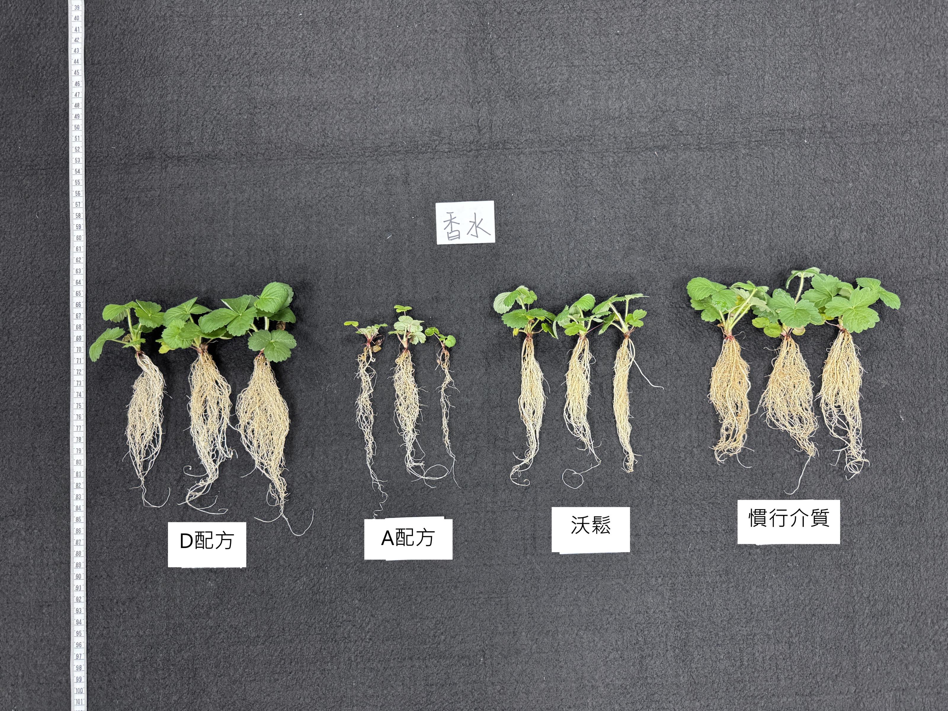 Fig. 2 Strawberry seedlings development under different medium formulations.