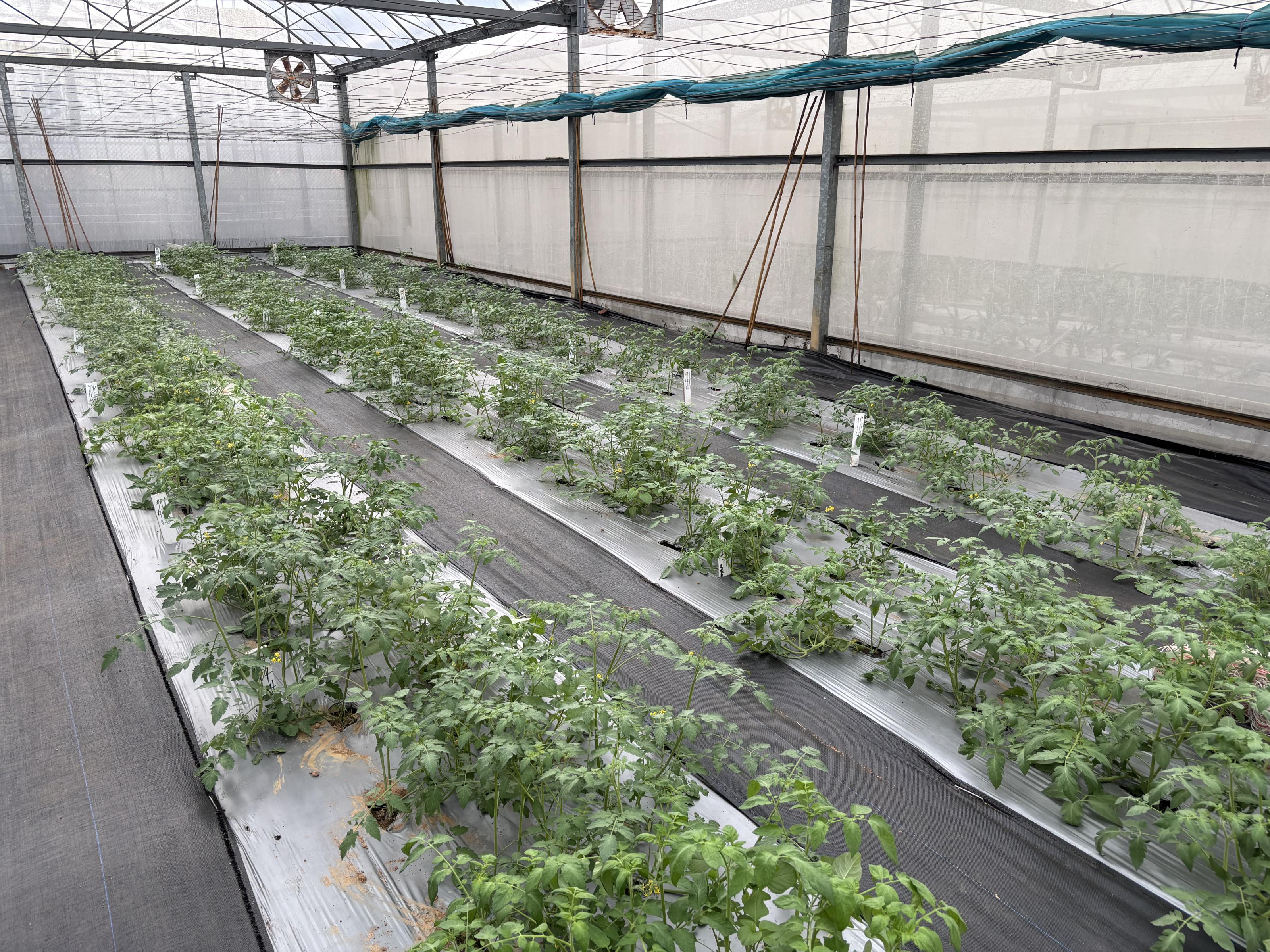 Fig. Selecting for tomato in field.