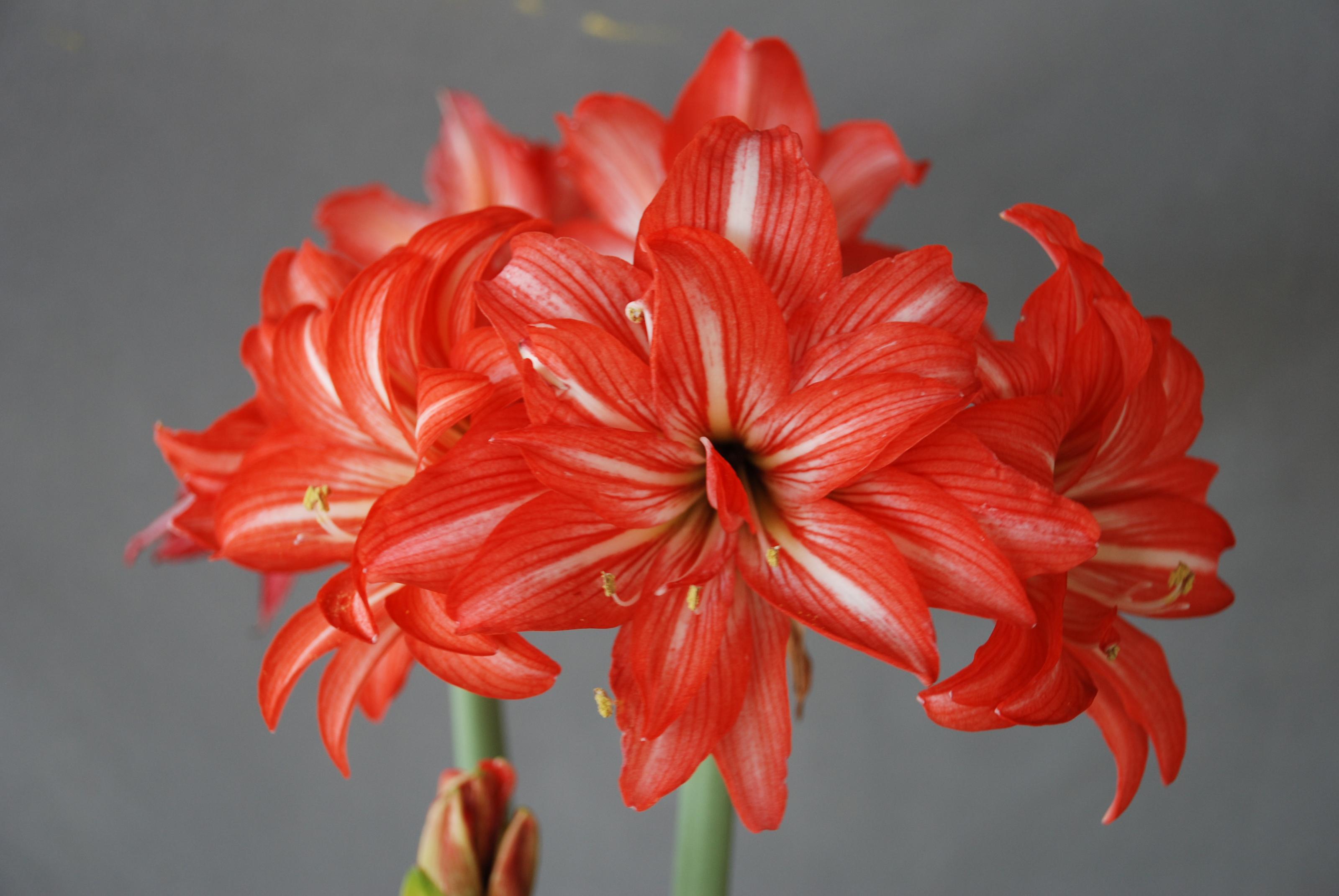 Fig 2. Amaryllis cultivar- 'TSS No. 5-Summer Love'.