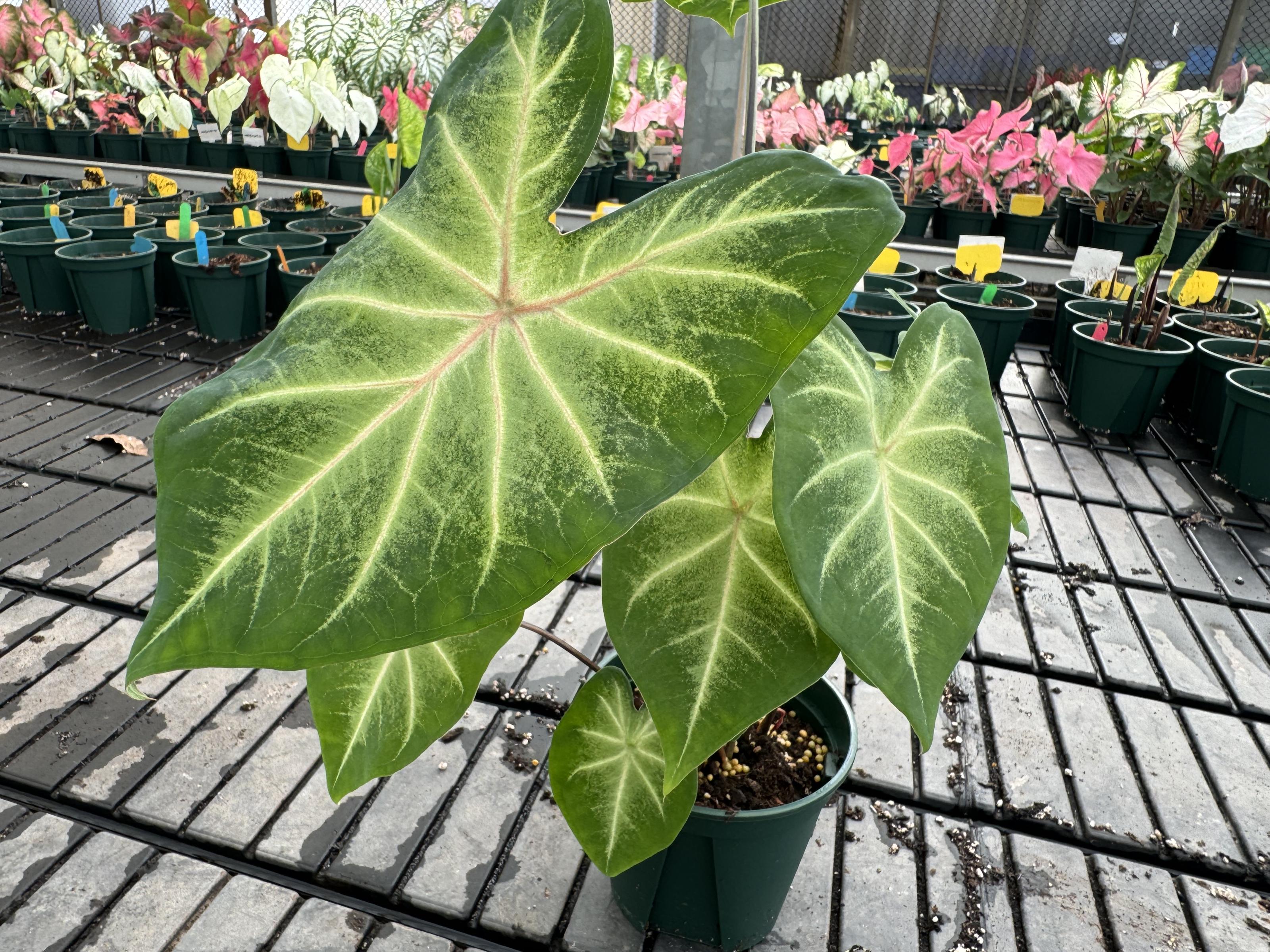 Fig 3. Caladium 'TSS No. 5 – Morning Mist Glimmer', granted plant variety rights.