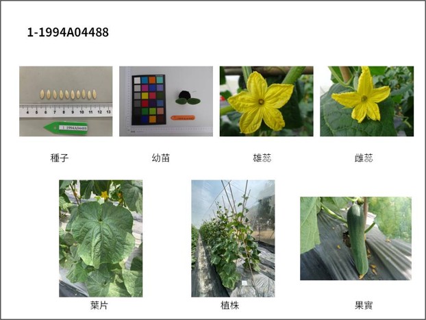 Fig1.Cucumber propagation accession of characteristics and image record.