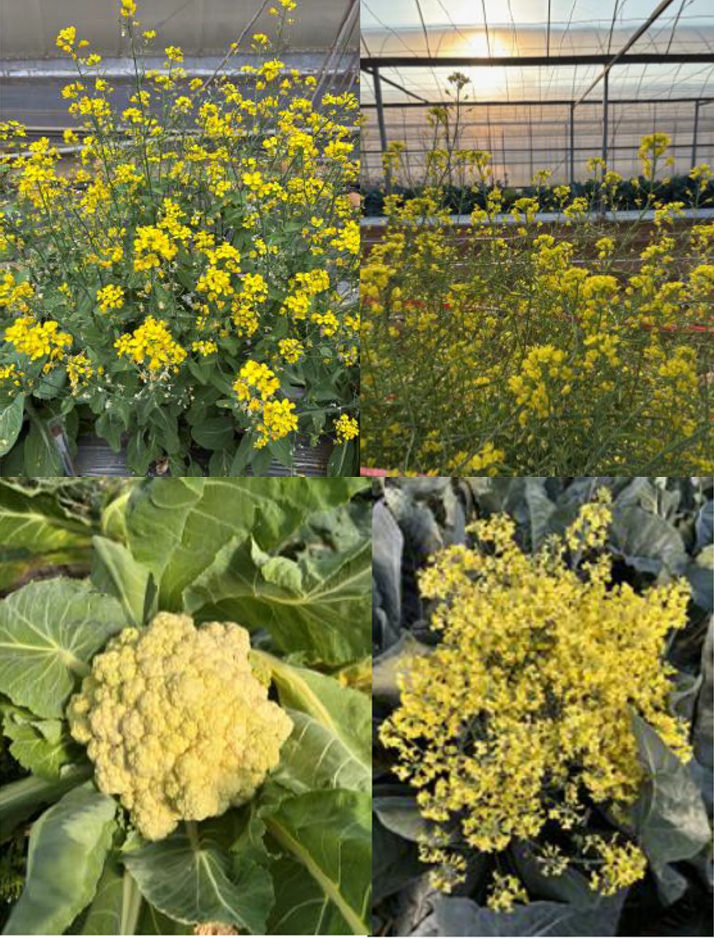 Fig2. Cruciferous vegetables of chinese cabbage and cauliflower to seed collection.
