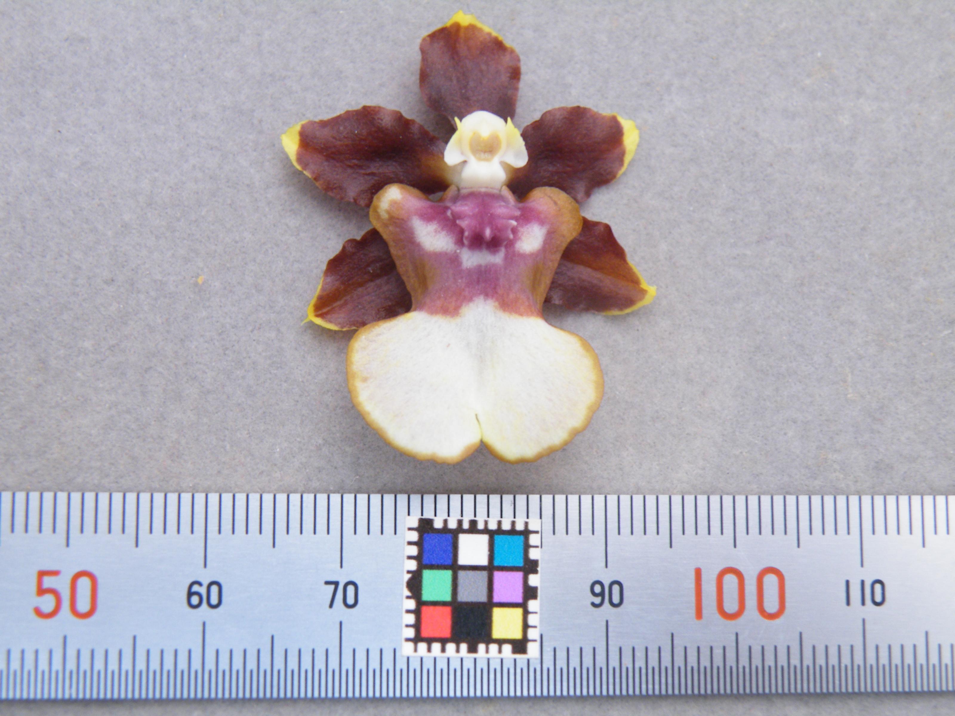 Fig. 1 Collection of oncidium 'Cocoa Cappuccino' cultivar.