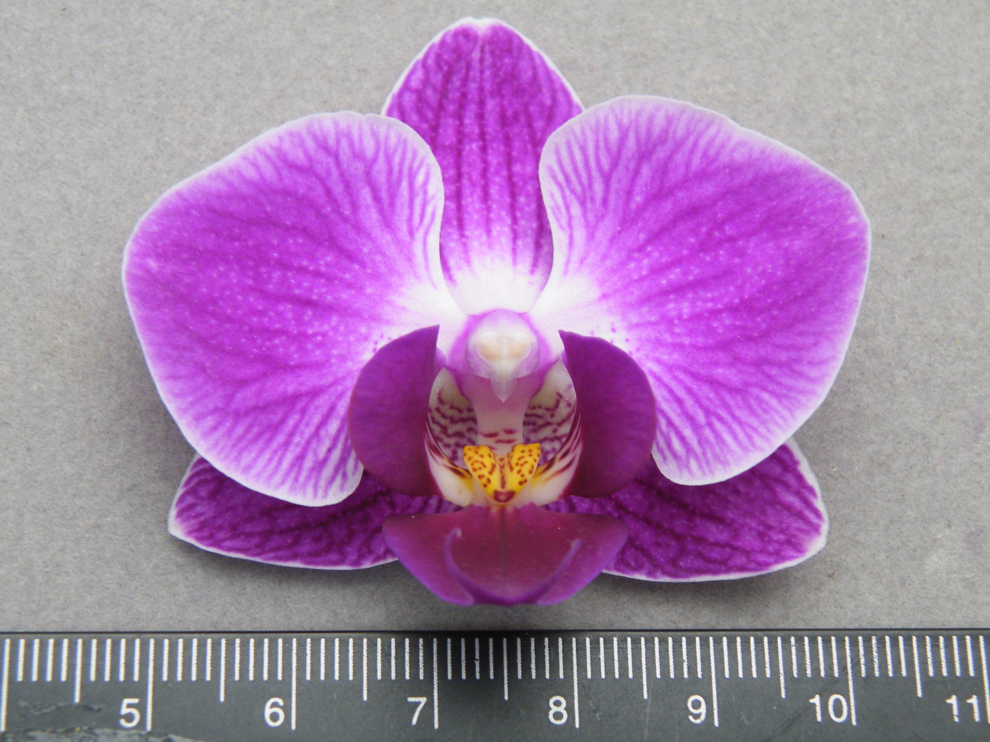 Fig. 2 Finishing DUS testing for phalaenopsis ' Unique Empress ' cultivar.