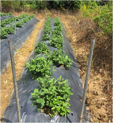 Figure 1. Growth performance of healthy seedlings of chrysanthemum morifolium in field cultivation.