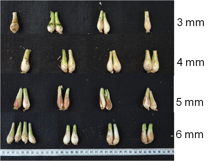 Figure 2. Bulblets produced from shallot tissue culture-derived seedlings with different initial bulb diameters.