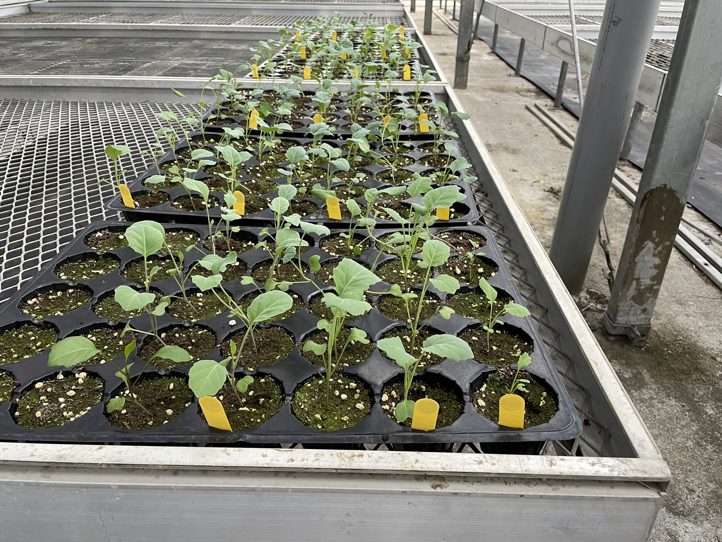 Fig 1. Anther culture of cruciferous vegetables has successfully grow after 20 days with a survival rate of 100%.