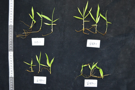 Fig 2. The growth of Bambusa oldhamii small plantlets after tissue culture seedlings were treated with different concentrations of ammonium nitrate and then rooted.