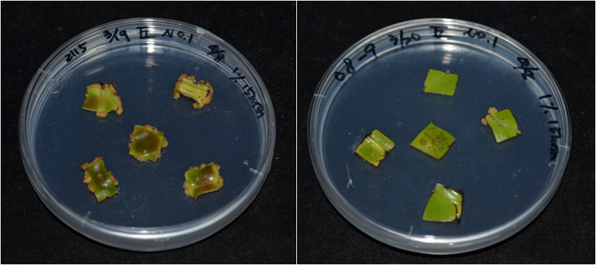 Figure 1.Callus induction from leaf explants of Anthurium andraeanum 'Tropical' on different induction media (left: MS medium without NH₄NO₃; right: full-strength MS medium).