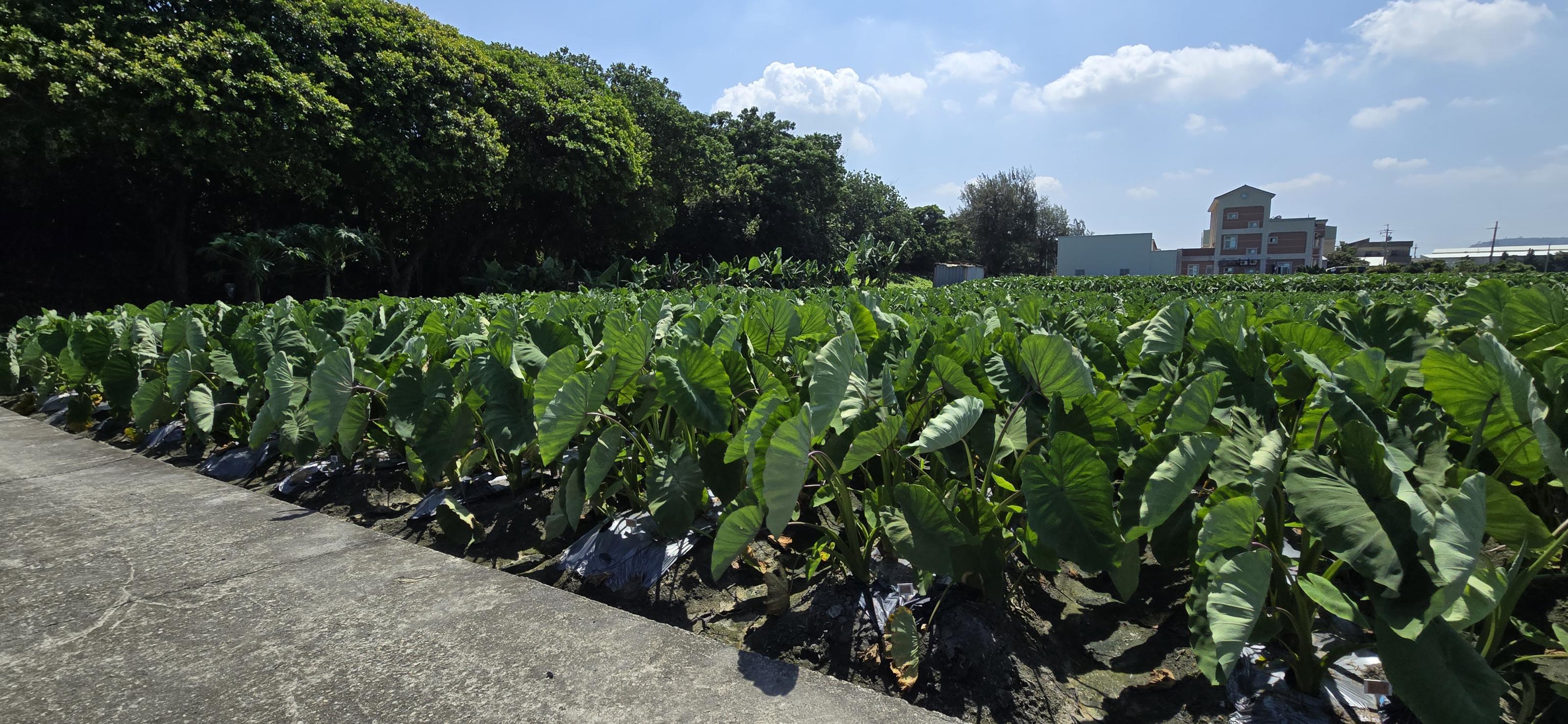 Fig 1. The growth of healthy taro tissue culture plantlets planted in the Da'an area of Taichung after three months of cultivation.