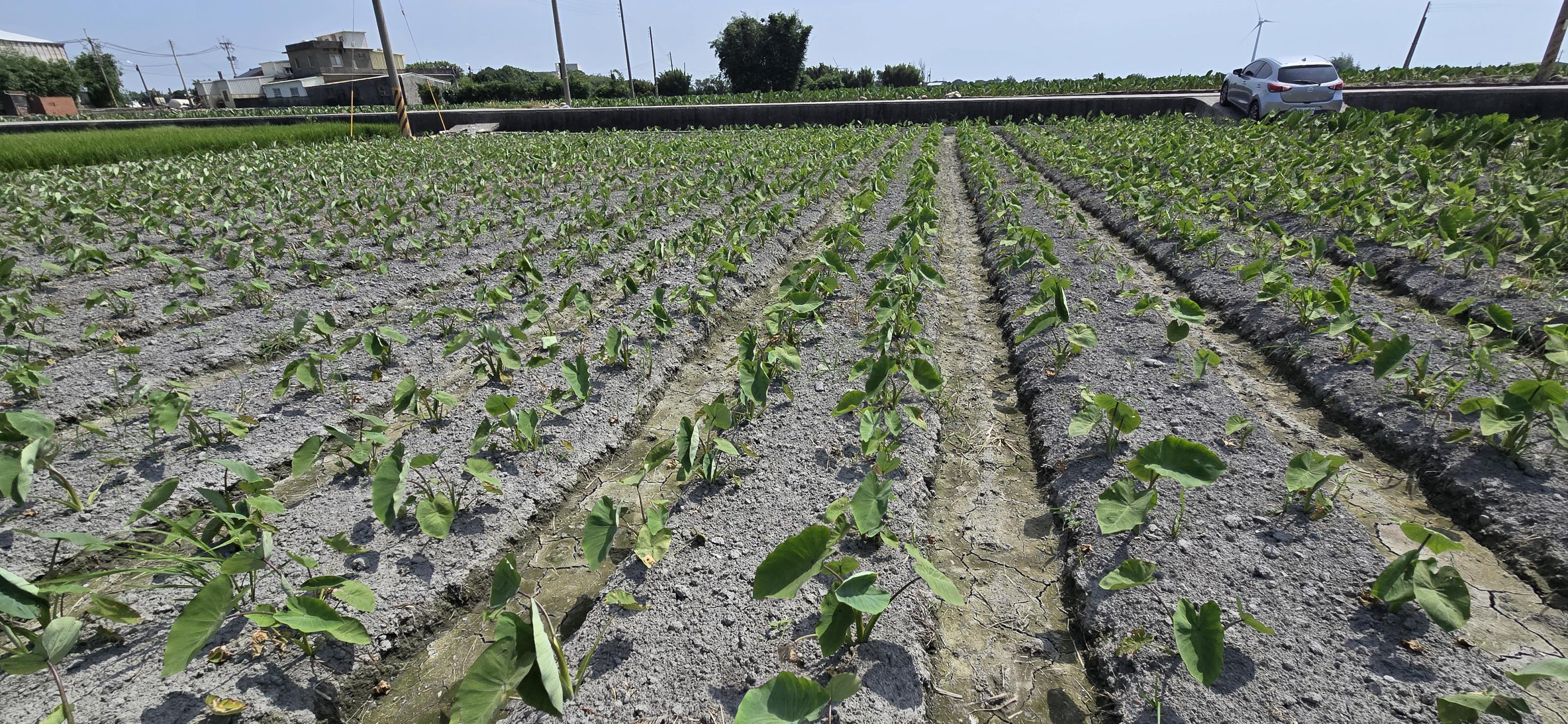 Fig 2. The growth of healthy taro tissue culture plantlets planted in the Dajia area of Taichung after four months of cultivation.( The initial weeding measures were ineffective.)